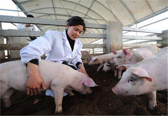 养猪场疫病防治的技术措施