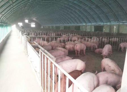 北京智能养猪大棚大户
